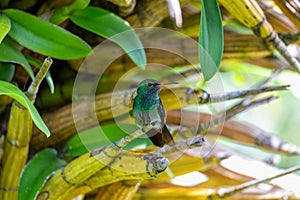 Rufous-tailed hummingbird - Amazilia tzacatl. Refugio de Vida Silvestre Cano Negro, Wildlife and bird watching in Costa Rica photo