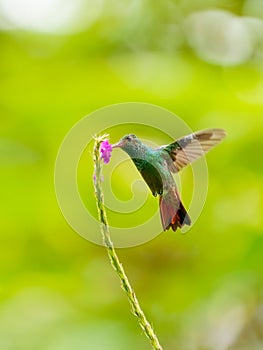 Rufous-Tailed Hummingbird (Amazilia tzacatl), taken in Costa Rica