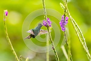Rufous-Tailed Hummingbird (Amazilia tzacatl), taken in Costa Rica