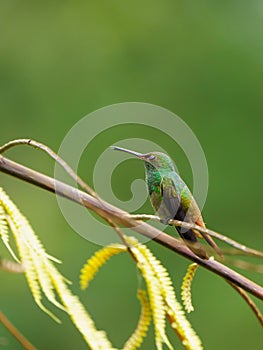 Rufous-Tailed Hummingbird (Amazilia tzacatl), taken in Costa Rica