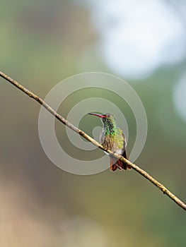 Rufous-Tailed Hummingbird (Amazilia tzacatl), taken in Costa Rica