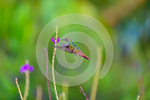 Rufous-Tailed Hummingbird (Amazilia tzacatl), taken in Costa Rica