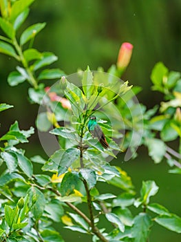 Rufous-Tailed Hummingbird (Amazilia tzacatl), taken in Costa Rica