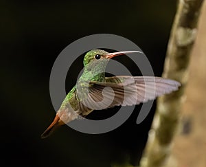 A Rufous-tailed Hummingbird in Ecuador