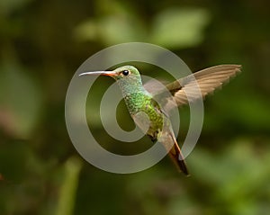 A Rufous-tailed Hummingbird in Ecuador photo