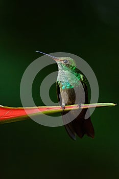 Rufous-tailed Hummingbird portrait