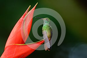 Rufous-tailed Hummingbird on a red flower