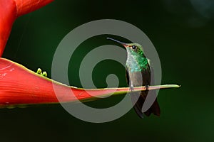 Rufous-tailed Hummingbird on a red heliconia