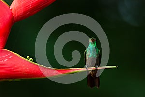 Kolibri 