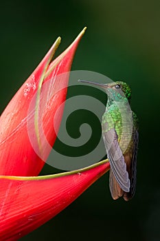 Colibrí 