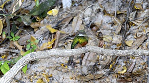 Rufous-tailed Jacamar (Galbula ruficauda) in Brazil