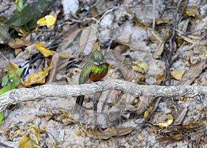 Rufous-tailed Jacamar (Galbula ruficauda) in Brazil