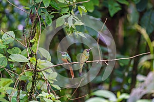 Rufous-tailed Jacamar & x28;Galbula ruficauda& x29; in Costa Rica