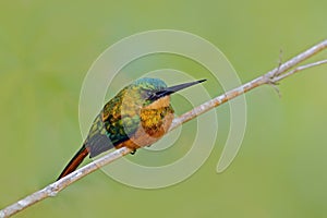 Rufous-tailed Jacamar, Galbula ruficauda, exotic bird sitting on the branch with clear green background, Trinidad and Tobago