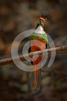 Rufous-tailed Jacamar, Galbula ruficauda, green and orange bird with long bill sitting on the tree branch, bird in the nature habi