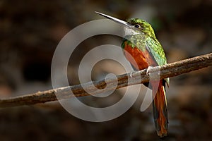 Rufous-tailed Jacamar, Galbula ruficauda, green and orange bird with long bill sitting on the tree branch, bird in the nature habi