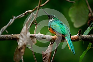 Rufous-tailed jacamar - Galbula ruficauda near-passerine bird breeds in the tropical New World in Mexico, Central and South