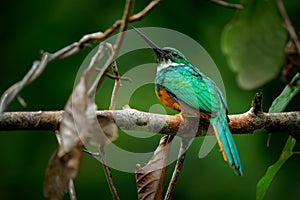 Rufous-tailed jacamar - Galbula ruficauda near-passerine bird breeds in the tropical New World in Mexico, Central and South photo