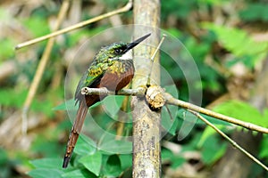 Rufous-tailed Jacamar (Galbula ruficauda)
