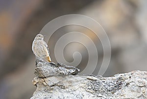 Rufous tailed Rockthrush