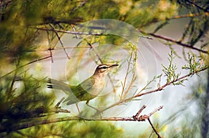 Rufous tailed Scrub Robin