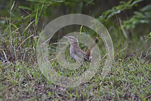 Rufous-tailed Scrub-Robin Cercotrichas galactotes perched on ground.