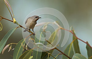 Rufous-throated Honeyeater with copy space