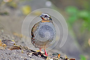Rufous-throated Partridge