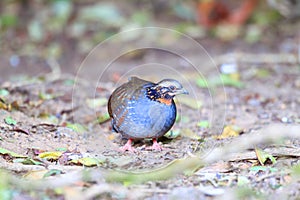 Rufous-throated Partridge