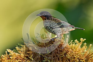 Rufous-throated Tanager - Tangara rufigula