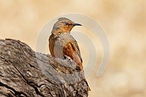 Rufous Treecreeper in Western Australia photo