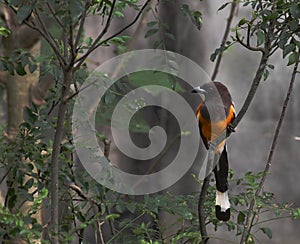 Rufous treepie bird. Dendrocitta vagabunda photo