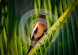 Rufous treepie on leaf.