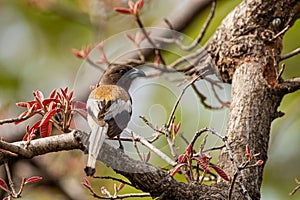 A Rufous Treepie perched on a branch in Tadoba National Park