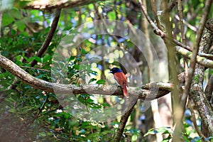 The rufous vanga