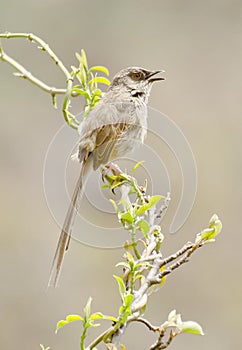 A rufous ventted prinia
