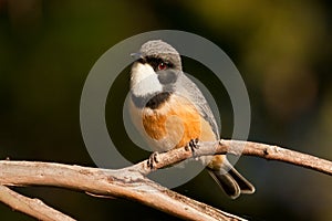 Rufous Whistler photo