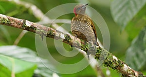 Rufous-winged Woodpecker - Piculus simplex bird in the family Picidae