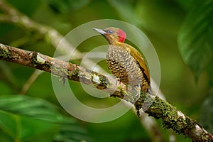 Rufous-winged Woodpecker - Piculus simplex bird in the family Picidae,found in Costa Rica, Honduras, Nicaragua, Panama