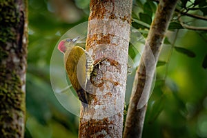 Rufous-winged Woodpecker - Piculus simplex bird in the family Picidae,found in Costa Rica, Honduras, Nicaragua, Panama