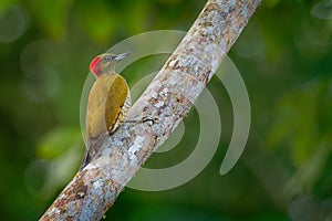 Rufous-winged Woodpecker - Piculus simplex bird in the family Picidae,found in Costa Rica, Honduras, Nicaragua, Panama