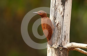 Rufous Woodpecker, Micropternus brachyurus, Ganeshgudi, Karnataka, India