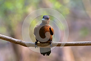 Rufous woodpecker Micropternus brachyurus photographed in Mumbai