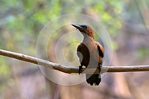Rufous woodpecker Micropternus brachyurus photographed in Mumbai