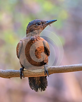 Rufous woodpecker Micropternus brachyurus photographed in Mumbai