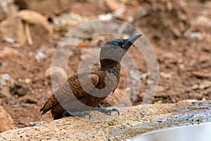 Rufous woodpecker Micropternus brachyurus photographed in Mumbai