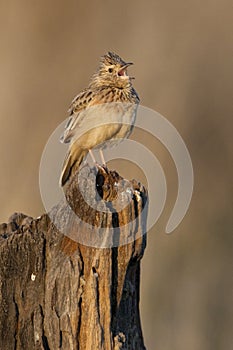 Rufousnaped Lark - Namibia
