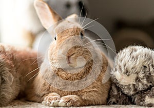 Rufus bunny rabbit looks cute surrounded by plush fluff toys in soft lighting, neutral tones