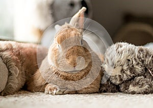 Rufus bunny rabbit looks cute surrounded by plush fluff toys in soft lighting, neutral tones