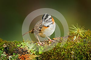 Rufus-collared Sparrow, Zonotrichia capensis, exotic tropical blue bird from Costa Rica. Birdwatching in South America. Tanager in